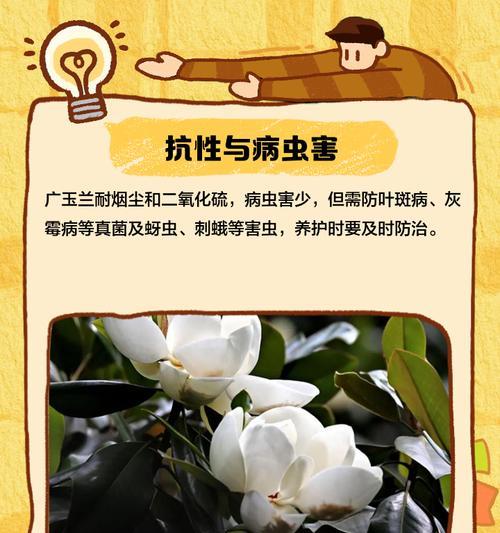 广玉兰的开花季节及时间（探究广玉兰盛放的时间，了解广玉兰的生长习性）