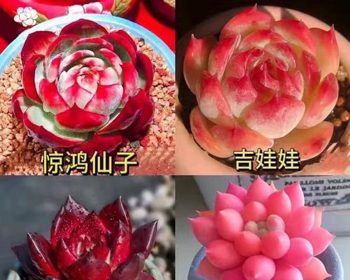 多肉荷花养护全攻略（打造独一无二的荷塘美景）