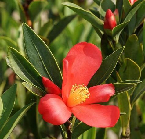 杜鹃花是保护植物吗？（杜鹃花的生长特点和保护意义）