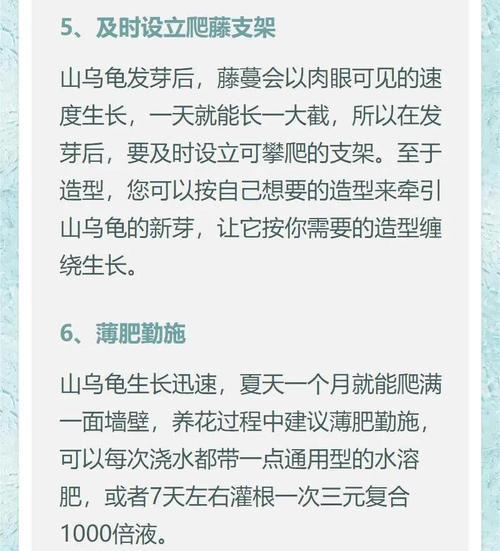 山乌龟栽种及注意事项（从选苗到养护，教你一步步种好山乌龟）