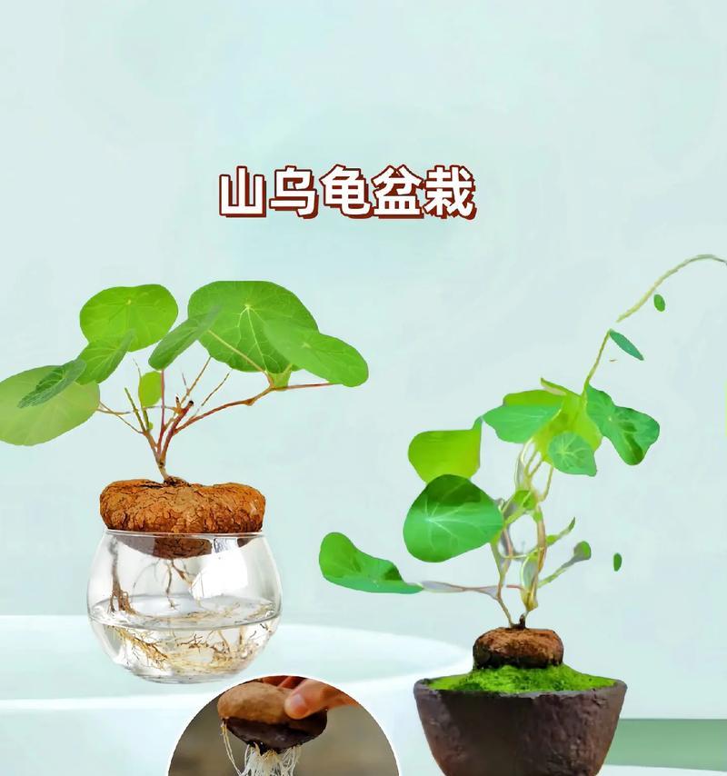 山乌龟栽种及注意事项（从选苗到养护，教你一步步种好山乌龟）