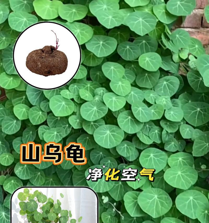 山乌龟栽种及注意事项（从选苗到养护，教你一步步种好山乌龟）