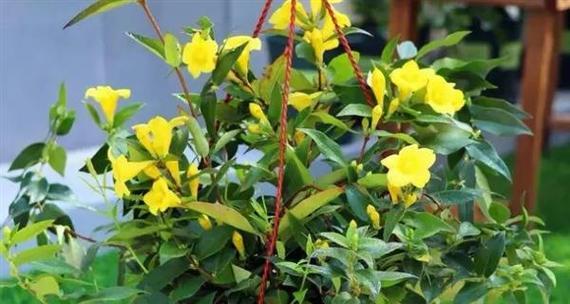 法国香水茉莉的养护方法（如何使法国香水茉莉持续散发迷人芳香？）