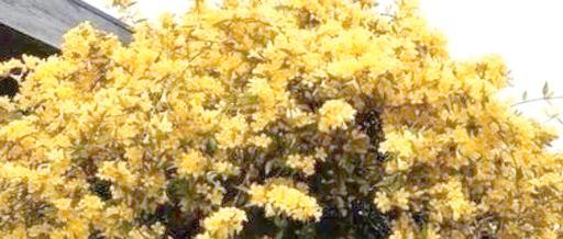 法国香水茉莉的养护方法（如何使法国香水茉莉持续散发迷人芳香？）