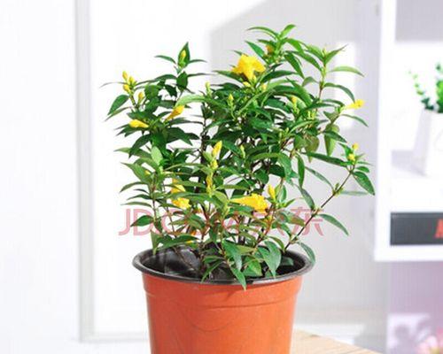 法国香水茉莉的养护方法（如何使法国香水茉莉持续散发迷人芳香？）