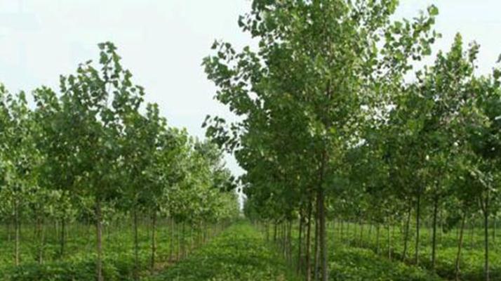 杨树并非木本植物——解析杨树的特殊之处（为什么不能简单地将杨树归类为木本植物？）