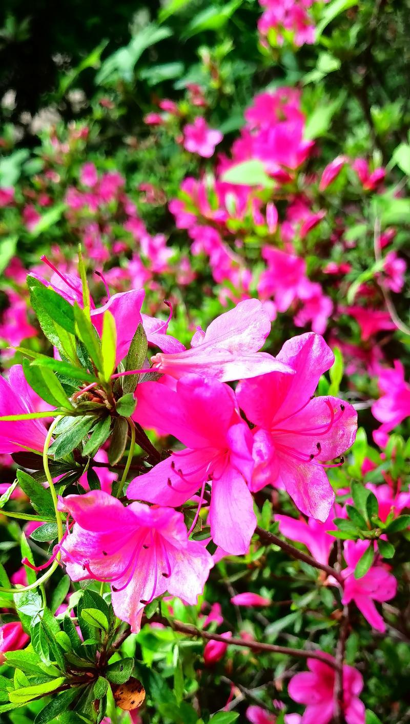 杜鹃花的颜色及特点（探究杜鹃花的色彩多样性）