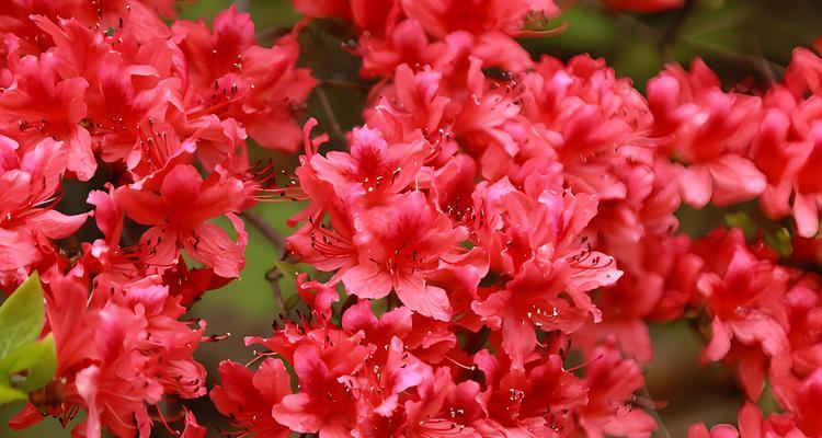 杜鹃花的颜色及特点（探究杜鹃花的色彩多样性）