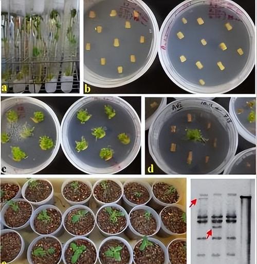 土豆病虫害防治方法与技术措施（打造健康的土豆种植生态体系）