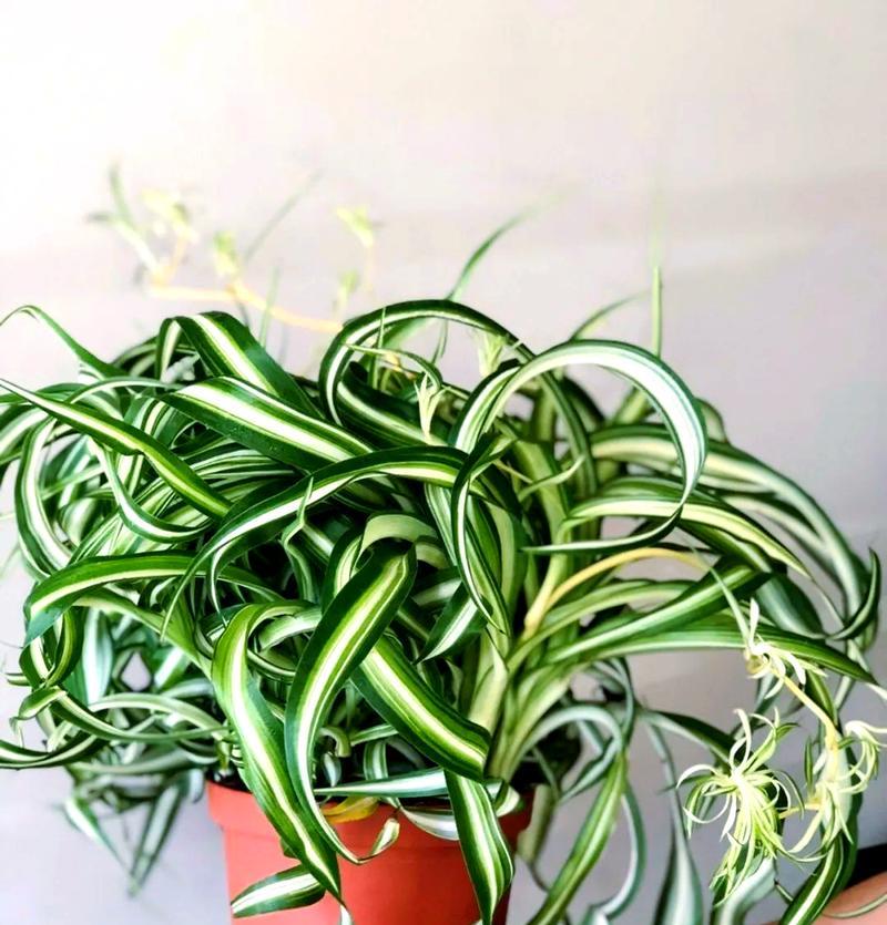 挑选室内绿植的首选——吊兰品种推荐（探寻优质吊兰，打造舒适宜人的家居环境）