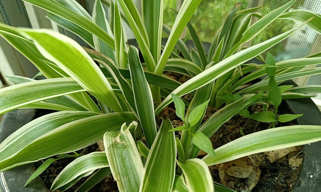 挑选室内绿植的首选——吊兰品种推荐（探寻优质吊兰，打造舒适宜人的家居环境）