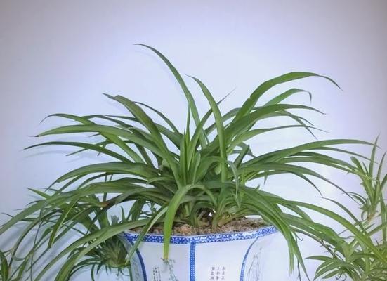 挑选室内绿植的首选——吊兰品种推荐（探寻优质吊兰，打造舒适宜人的家居环境）
