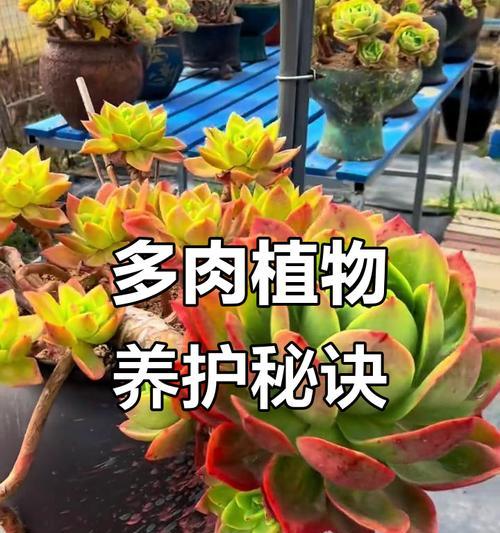 多肉植物养护指南（简单易上手，让多肉植物茁壮成长）