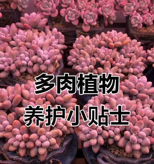 多肉植物养护指南（简单易上手，让多肉植物茁壮成长）