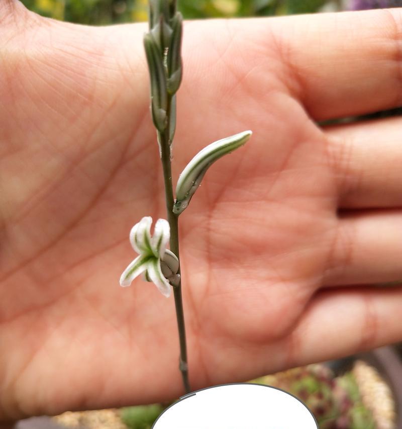 玉露开花后的处理方法（如何保持玉露的香气与营养）