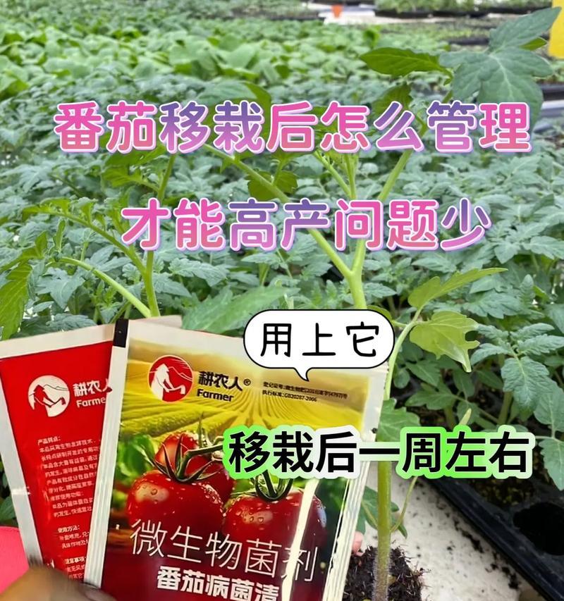 番茄的适宜生长温度及对生长的影响（探究番茄生长温度的重要性）