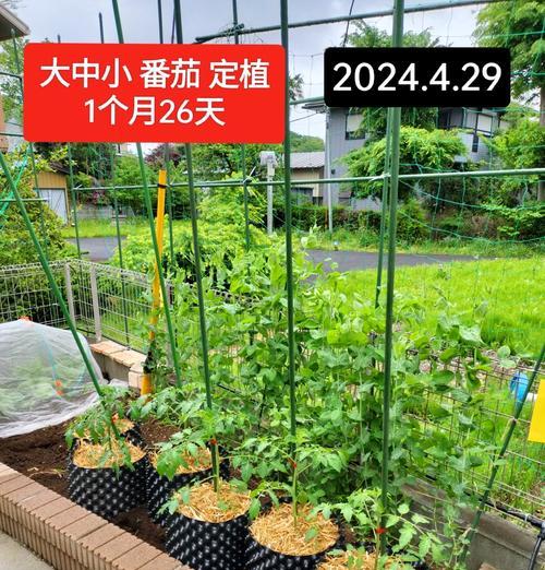 番茄的适宜生长温度及对生长的影响（探究番茄生长温度的重要性）