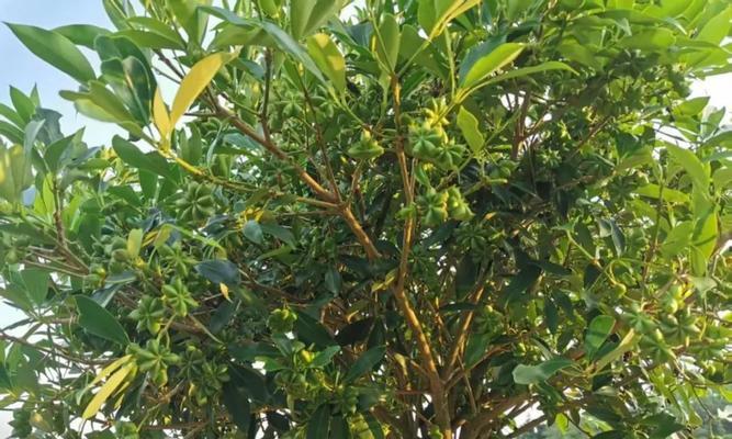 八角木的养殖方法和注意事项（打造绿色生态园林——八角木的种植技巧）