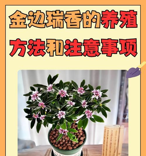 八角木的养殖方法和注意事项（打造绿色生态园林——八角木的种植技巧）