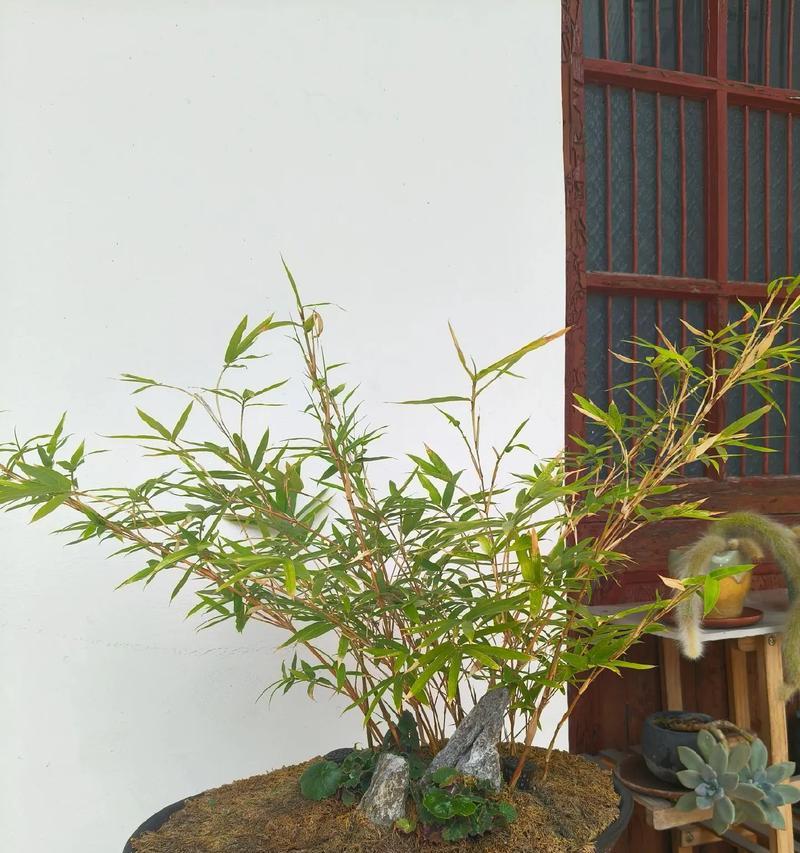 家里养红竹有哪些好处？（红竹适合在家中摆放的理由）