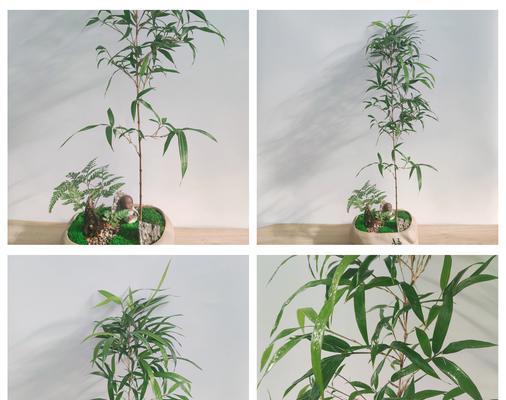 家里养红竹有哪些好处？（红竹适合在家中摆放的理由）
