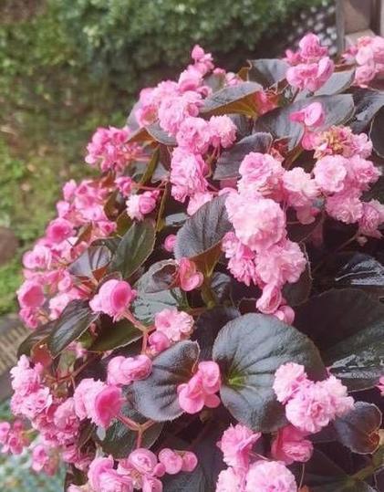 四季海棠为什么不开花？（从生长环境、栽培方法到病虫害，多方面分析）