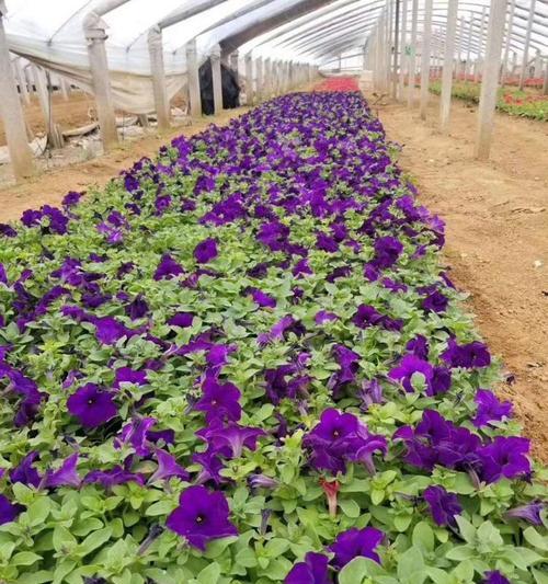 矮牵牛盆栽种植全攻略（打造小清新花坛，一盆矮牵牛种几颗合适？）