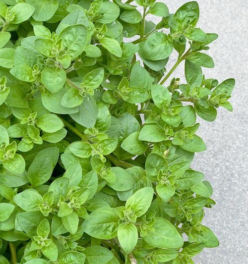 矮牵牛盆栽种植全攻略（打造小清新花坛，一盆矮牵牛种几颗合适？）