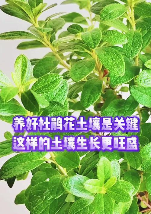 掌握杜鹃花生长的环境条件，让它绽放美丽（了解杜鹃花喜欢的生长环境，打造最佳的生长条件）