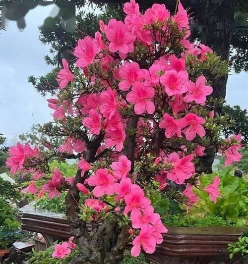 掌握杜鹃花生长的环境条件，让它绽放美丽（了解杜鹃花喜欢的生长环境，打造最佳的生长条件）