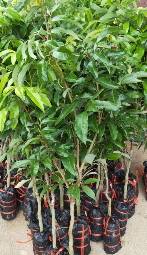 安徽种荔枝的可行性与发展前景（探究安徽荔枝的种植条件、产量及市场需求）