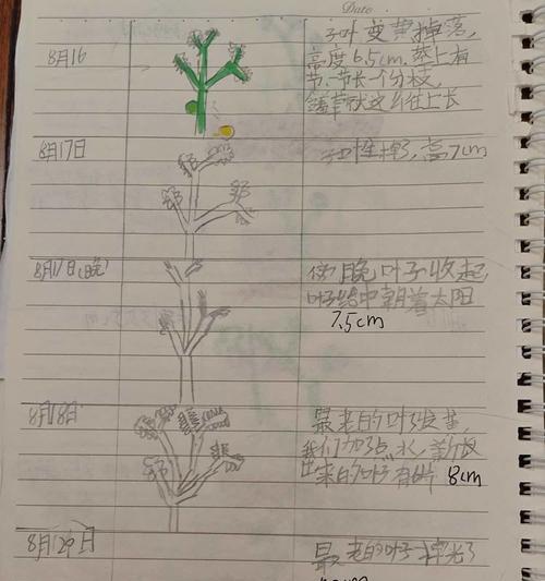 含羞草种植指南（适合哪些月份种植？如何培育？）