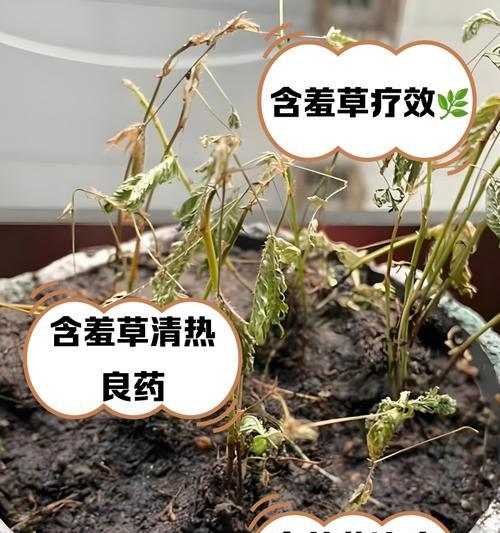 含羞草种植指南（适合哪些月份种植？如何培育？）