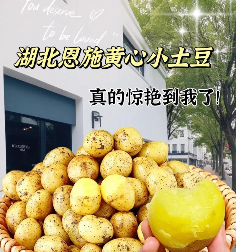 土豆果实之谜（揭开土豆是否属于果实的真相）