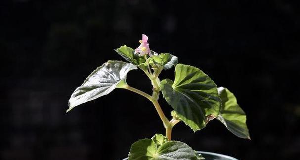 四季海棠叶子卷曲问题解决方法（掌握原因，采取有效措施，让海棠更美）