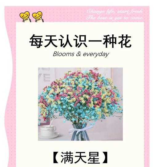 满天星花的象征意义（探寻满天星花的美丽与神秘）