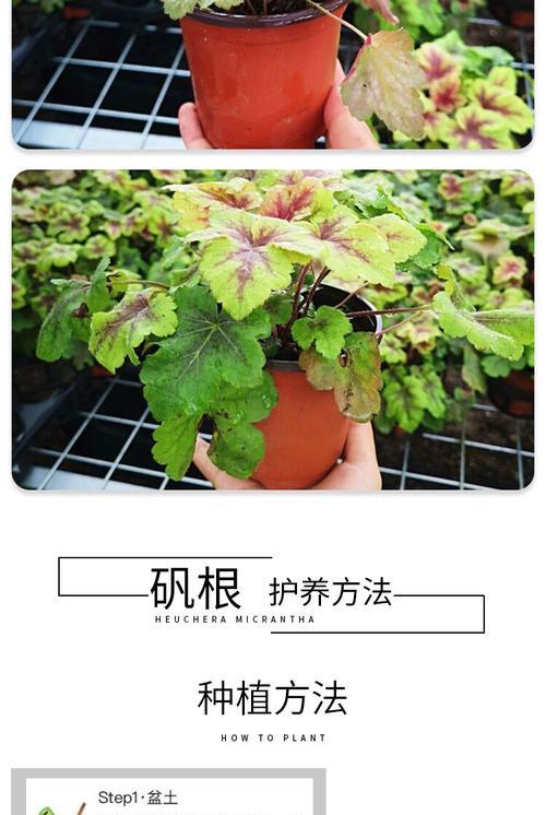 矾根的养殖技巧（从选苗到施肥全面解析）