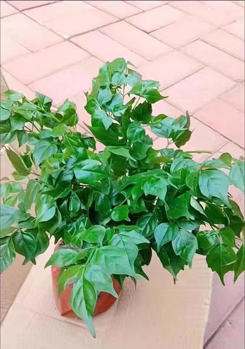 幸福树的养护与管理（打造幸福树的小技巧，一叶在手，幸福无忧）