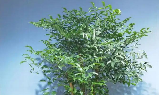 幸福树的养护与管理（打造幸福树的小技巧，一叶在手，幸福无忧）