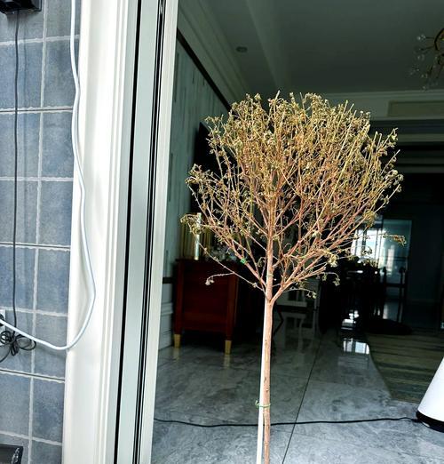 木槿花为什么会在冬天掉叶子？（原因分析及应对措施）