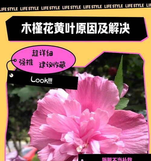 木槿花为什么会在冬天掉叶子？（原因分析及应对措施）