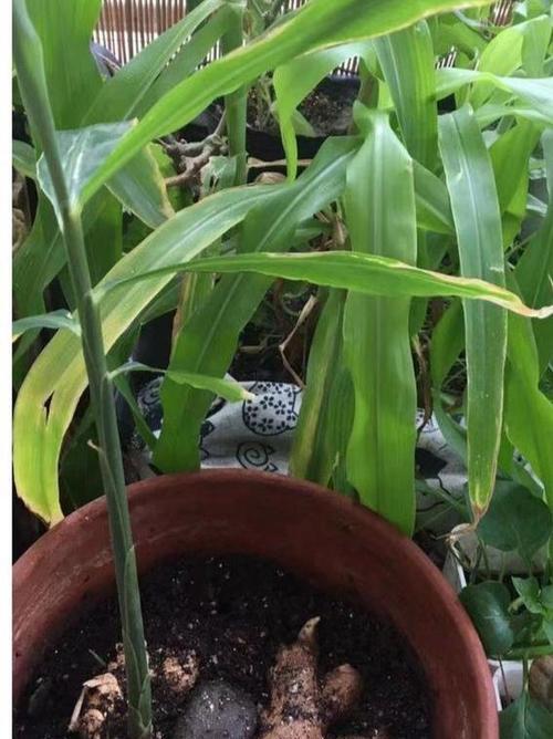 姜发芽了可以吃吗？探究其营养价值与食用方法（从发芽的原因到营养价值，一文带你全面了解姜发芽的秘密！）