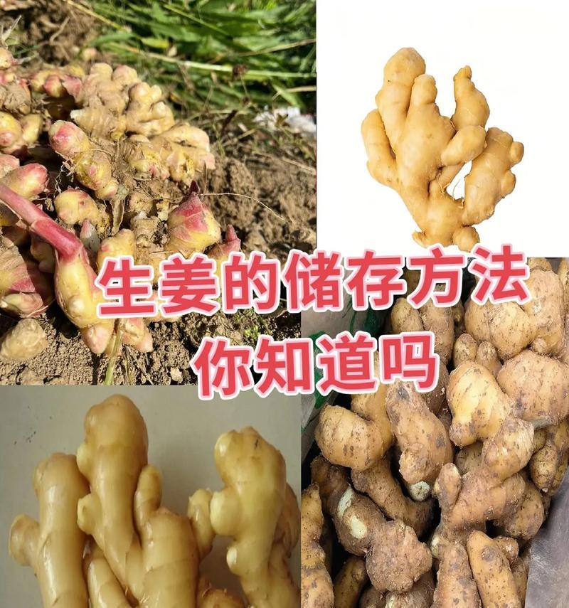 姜发芽了可以吃吗？探究其营养价值与食用方法（从发芽的原因到营养价值，一文带你全面了解姜发芽的秘密！）