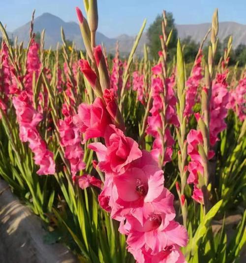 剑兰开花时间及如何妥善护理（打造优美花园，从剑兰开始）