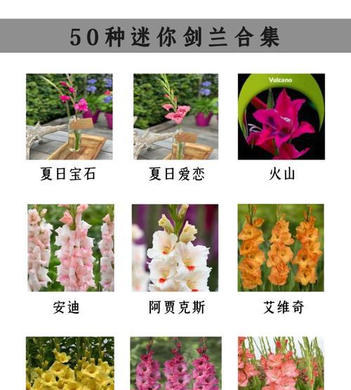 剑兰开花时间及如何妥善护理（打造优美花园，从剑兰开始）