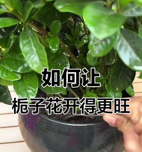 养鱼水浇栀子花？解密鲜为人知的花卉与养鱼之间的关系（水质成就美丽，如何利用养鱼水为栀子花带来更好的生长环境？）