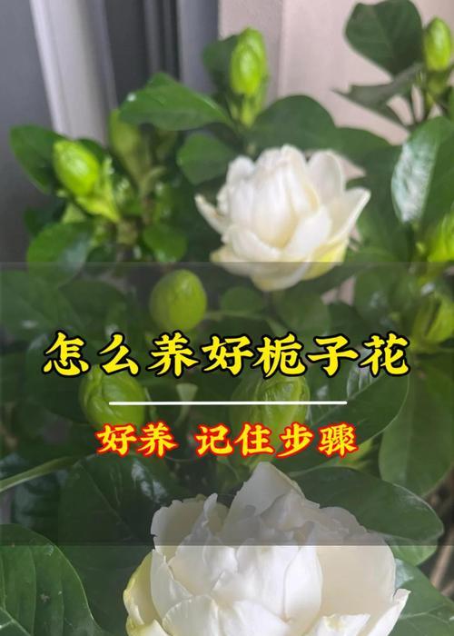 养鱼水浇栀子花？解密鲜为人知的花卉与养鱼之间的关系（水质成就美丽，如何利用养鱼水为栀子花带来更好的生长环境？）