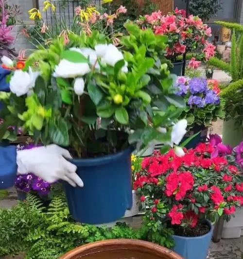养鱼水浇栀子花？解密鲜为人知的花卉与养鱼之间的关系（水质成就美丽，如何利用养鱼水为栀子花带来更好的生长环境？）