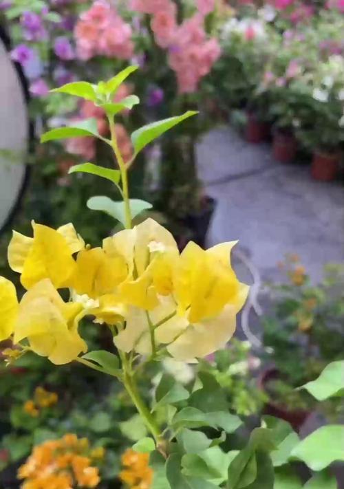 杜鹃花的养护（教你如何用啤酒水让杜鹃花生长得更美）