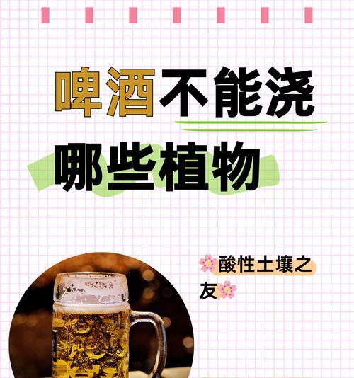 杜鹃花的养护（教你如何用啤酒水让杜鹃花生长得更美）